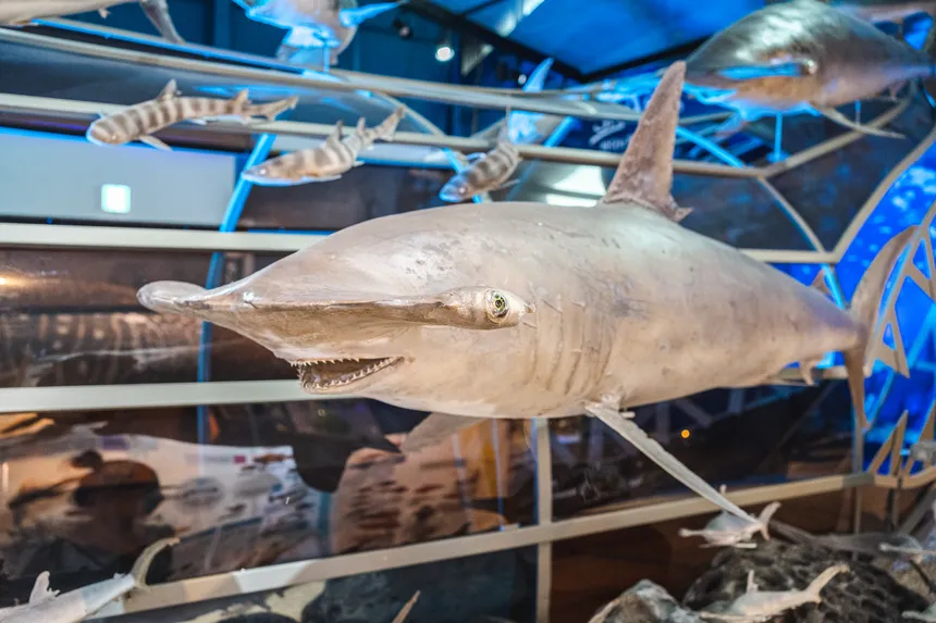 다양한 해양 생물과 체험존이 가득한 제주해양동물박물관 내부 전경