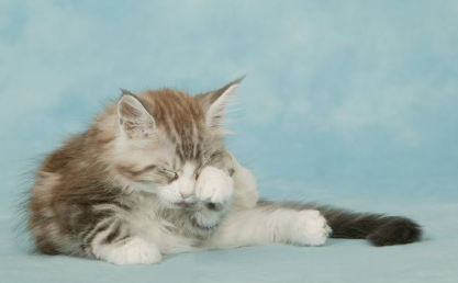 얼굴을 닦고 있는 고양이.