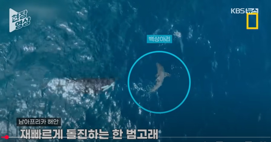 "상어를 잡아먹는 고래가 있다?"&hellip;최초로 포착된 모습 공개