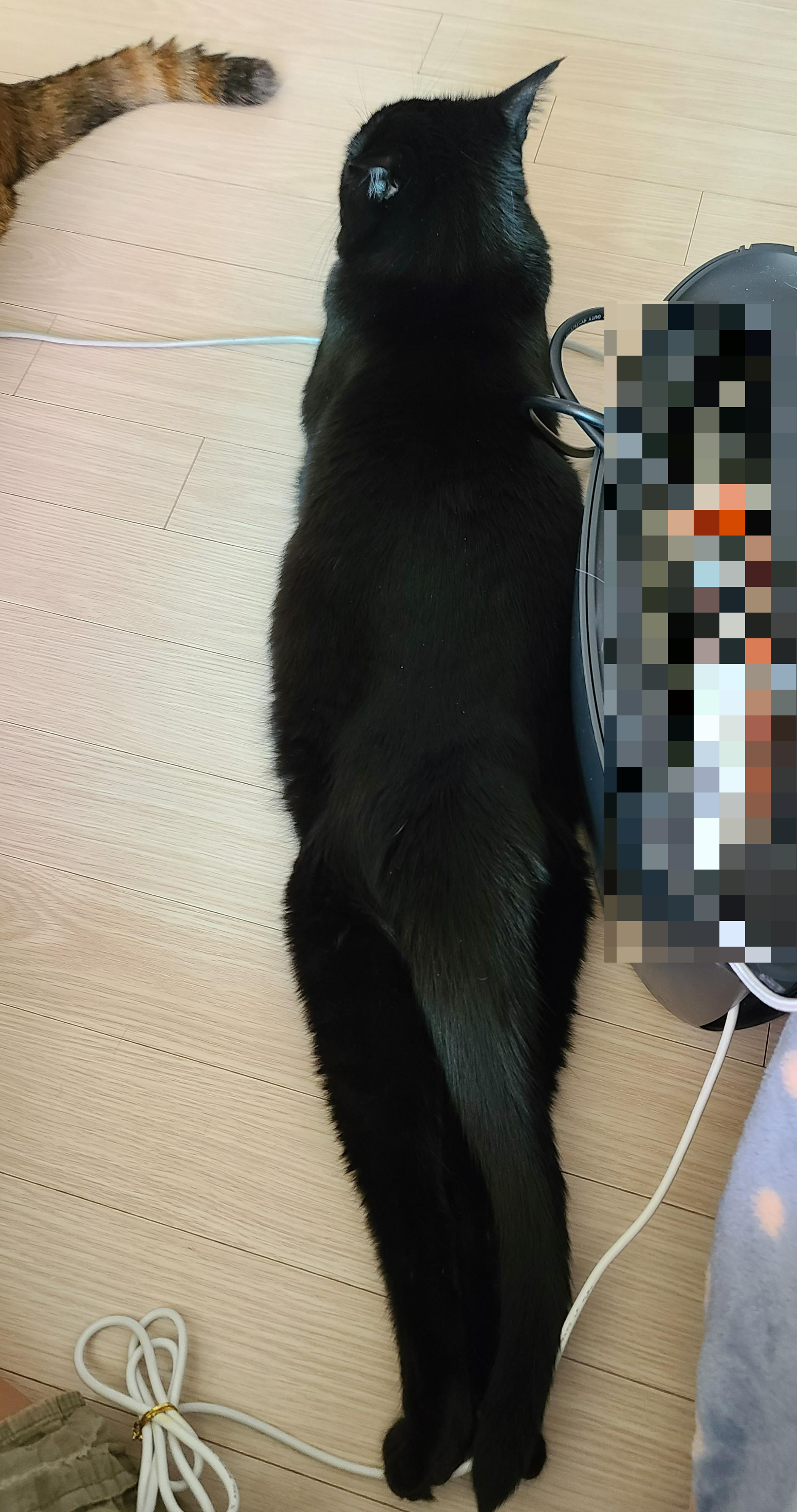 사랑스러운 스토커 건! (feat. 건이 콧구멍 ㅋㅋ)