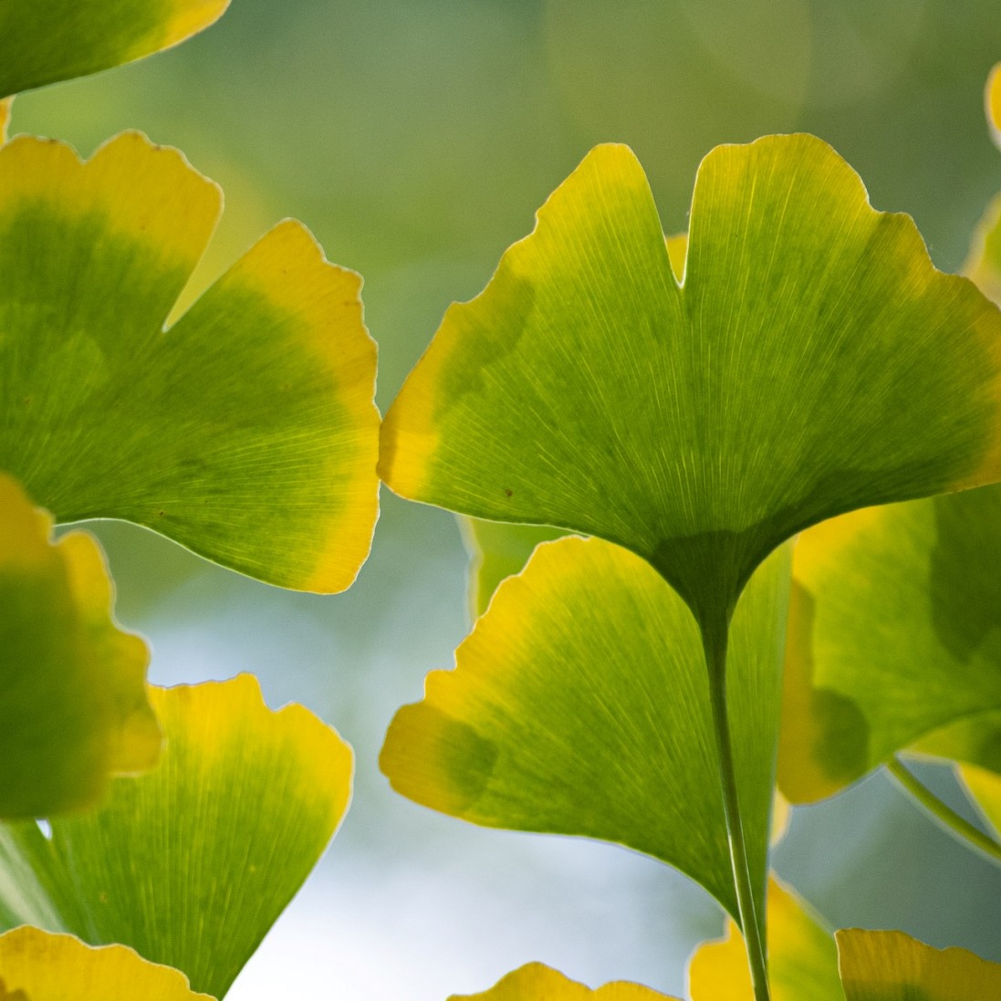 은행나무(Ginkgo Biloba) 잎사귀 사진