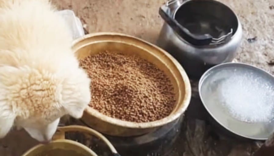 '나는솔로' 19기 순자 강아지학대