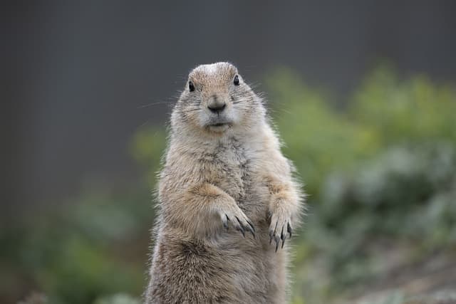 프레리독 키우는 법: 사회적 성향과 건강 관리 방법
