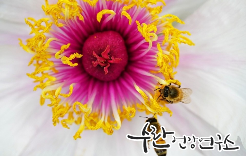 프로폴리스 필름형 원액3