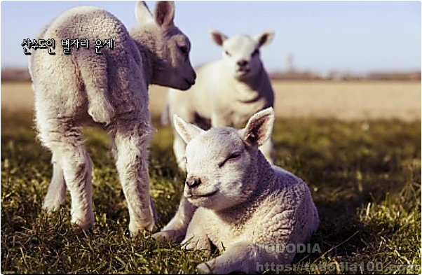 8월-양자리운세