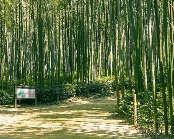 담양 대나무축제_24
