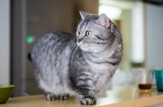 먼치킨 고양이/출처:어도비스톡