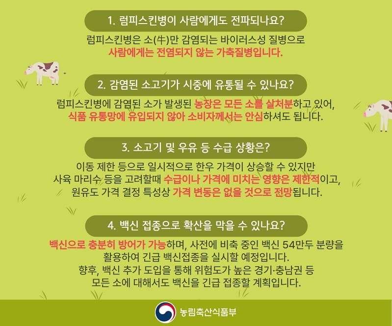 럼피스킨병 사람 감염 여부2