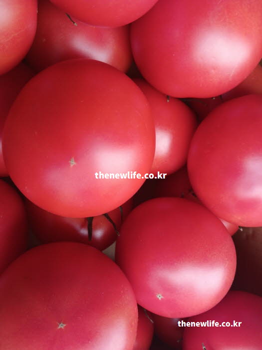 토마토 효능 심혈관 질환 예방 라이코펜