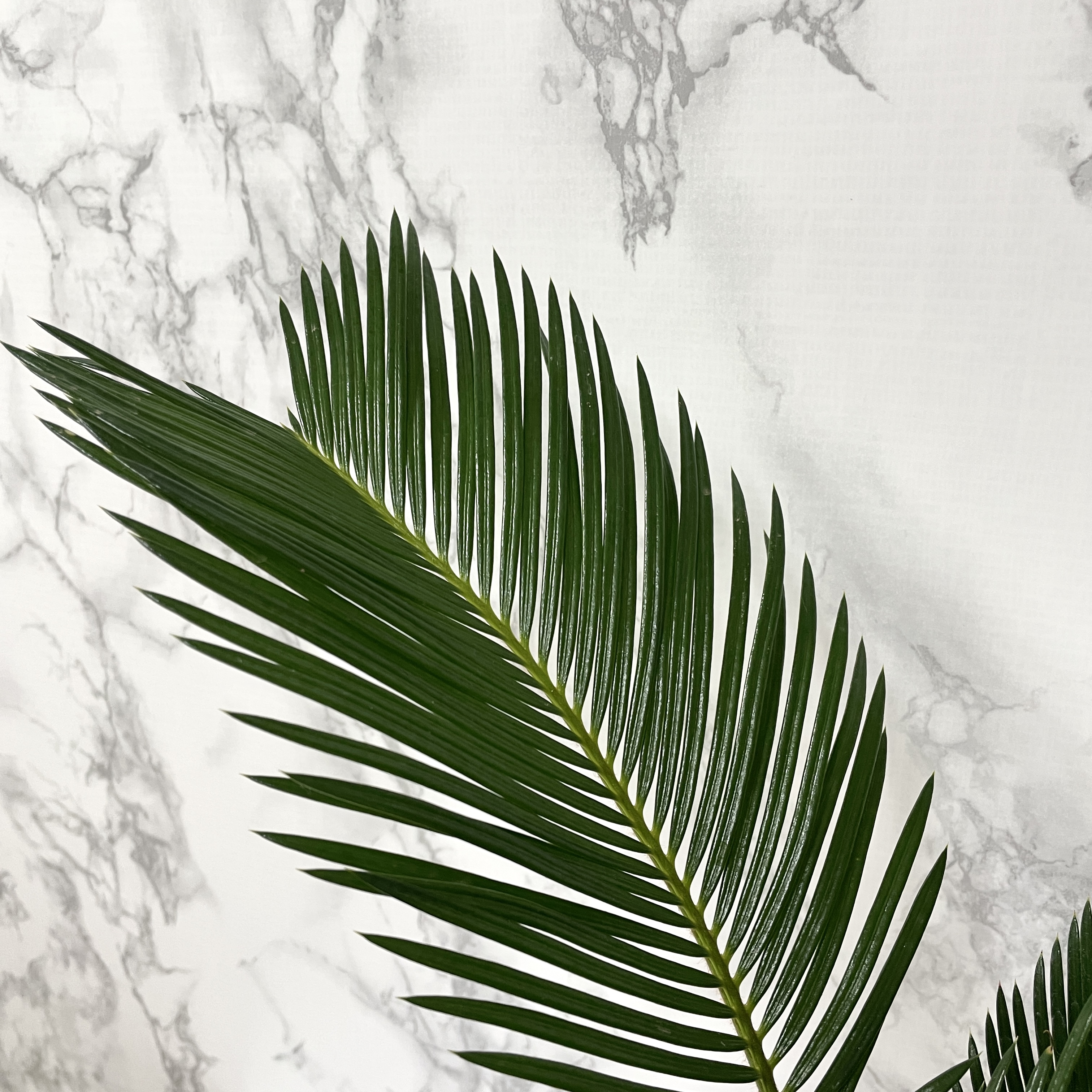 소철 키우는 법