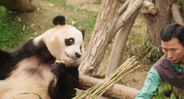 안녕할부지예매