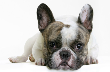 이쪽을 보고 있는 프렌치 불독.