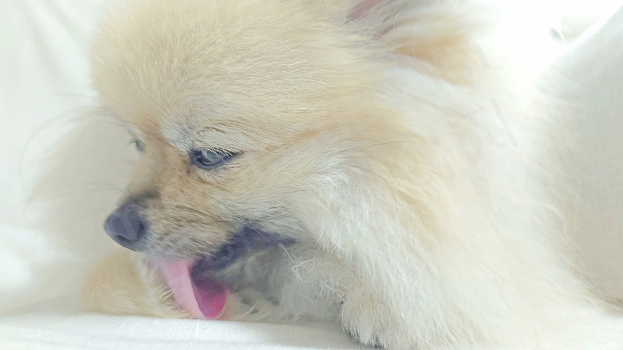 강아지가 앞발 핥는 이유