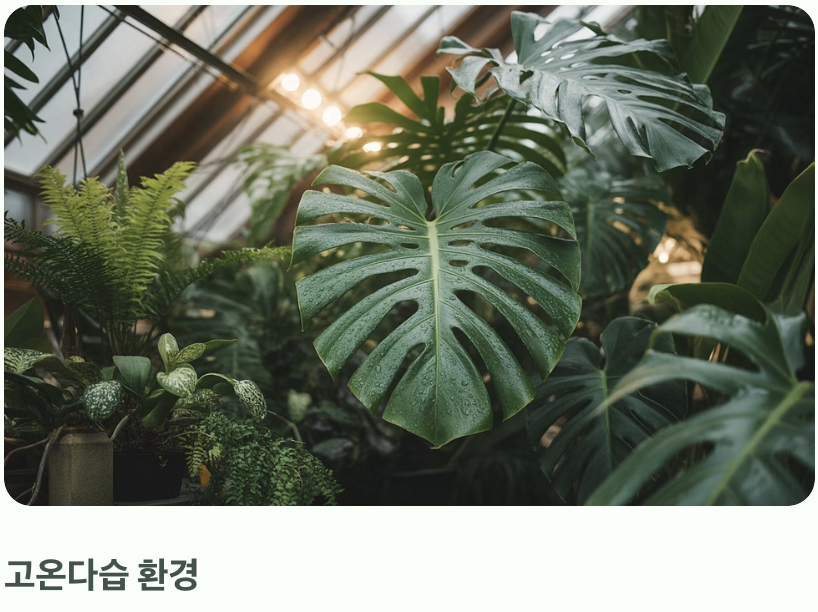 속절없이 물러버리는 &amp;#39;무름병&amp;#39;의 습격
