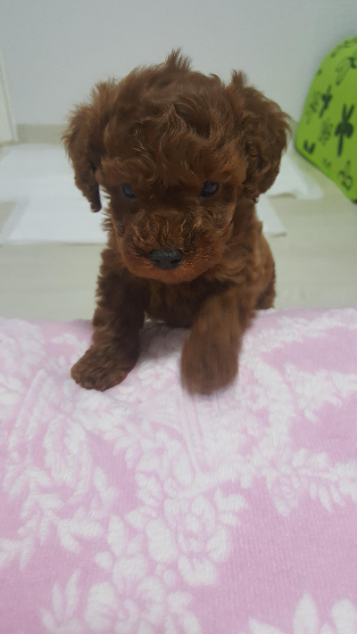 강아지에게 사람 음식을 줄 때 주의해야 할 음식들