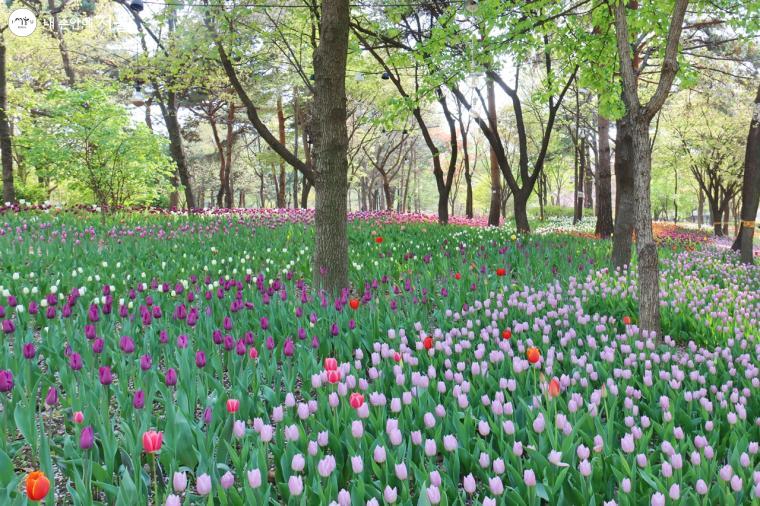 튤립이-심어진-튤립정원