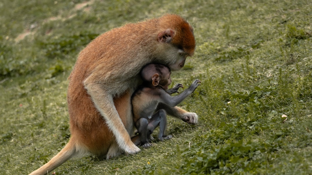 Parenting