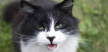 입을 벌리는 고양이.