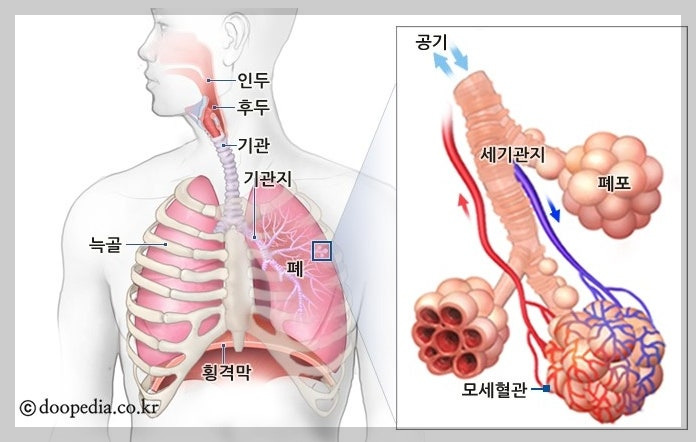 호흡기관의 구조