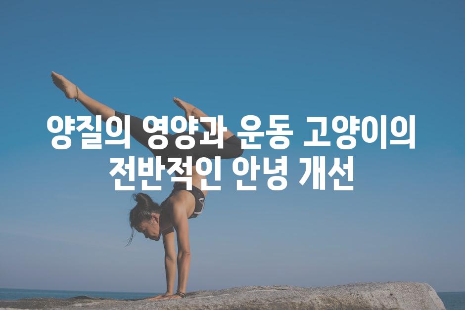 양질의 영양과 운동 고양이의 전반적인 안녕 개선