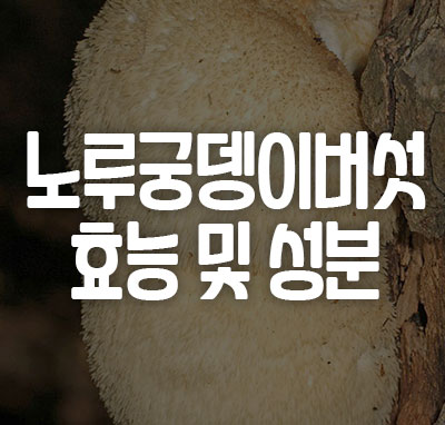 노루궁뎅이버섯 효능 성분