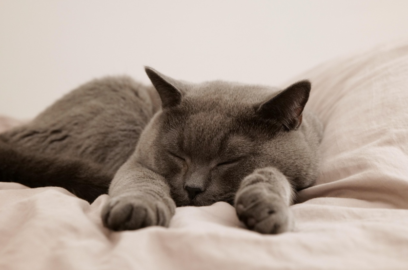 고양이품종에따른 알레르기 글 고양이 이미지