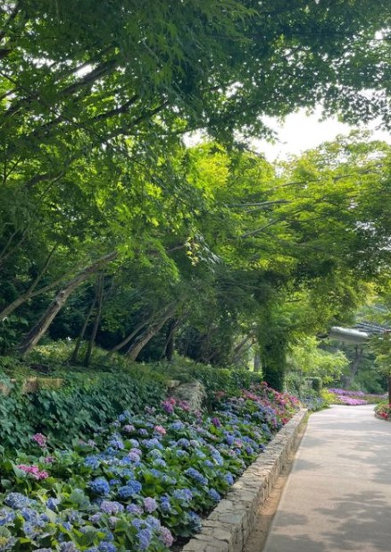 화담숲 수국축제