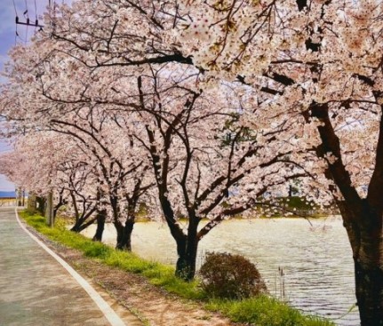 벚꽃 명소 추천