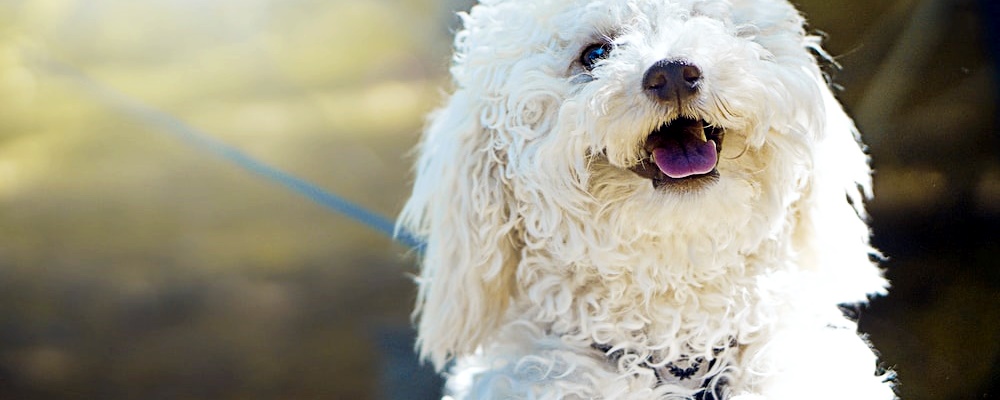 강아지 훈련 시키는 방법 9