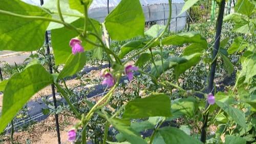 강낭콩-꽃-개화