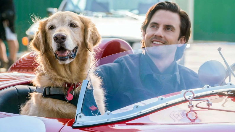 출처 : 영화 '레이싱 인 더 레인(2019)'