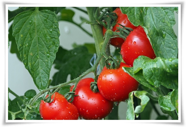 텃밭 &quot;5월에 심기 좋은 작물&quot; 초보도 척척, 실패 없이 풍성하게 수확하는 법!