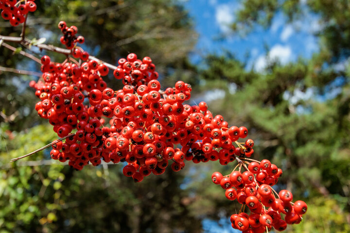 마가목 효능 총정리