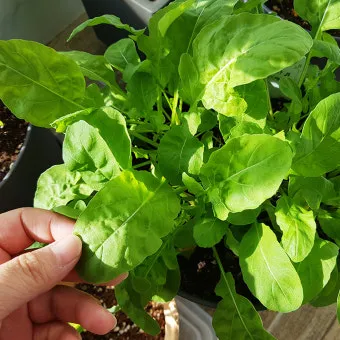 루콜라 재배 직파 심기 통풍 관리 초기 생육_30