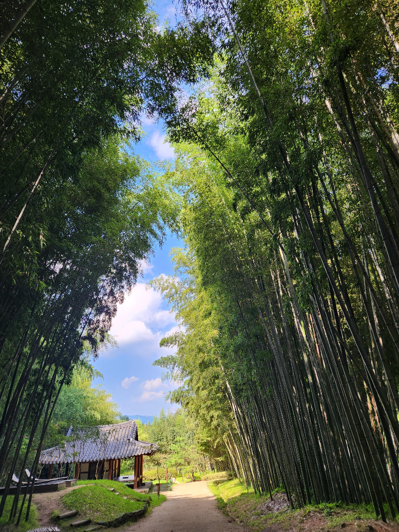담양 죽녹원