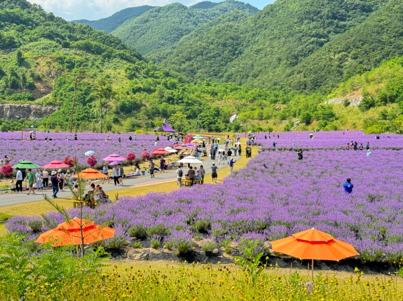 무릉별유천지 라벤더축제 일정 입장료 방문 정보