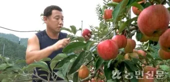 사과 재배 적과 시기 착색 관리 당도 향상_8