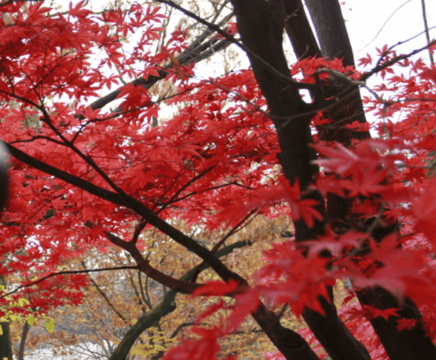 화담숲 단풍 시기