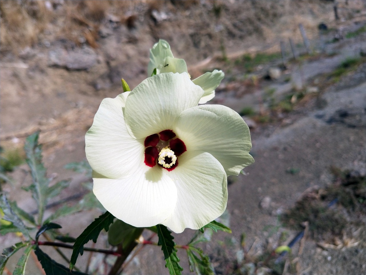 활짝 핀 오크라 꽃