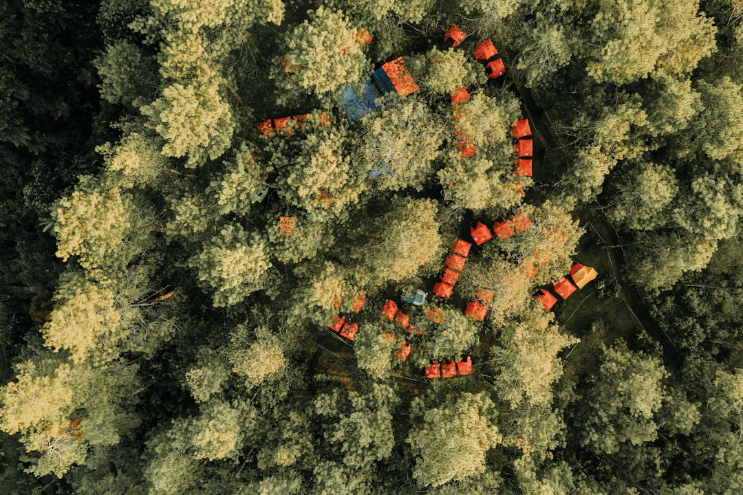 Propolis