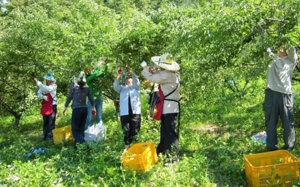 매실 수확 시기 매실장아찌 매실청 매실주 담그는 법_8