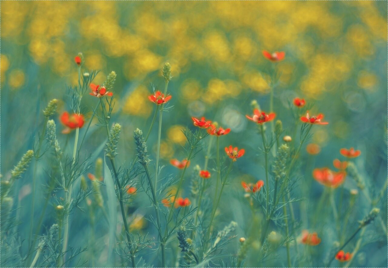 빽다방 창업비용