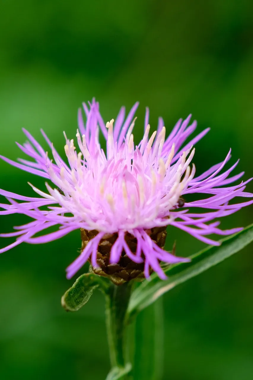 밀크씨슬-효과-효능-후기-실리마린
