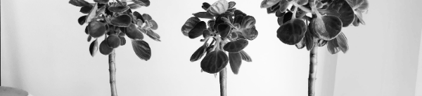 장미허브 키우는 법: 외목대