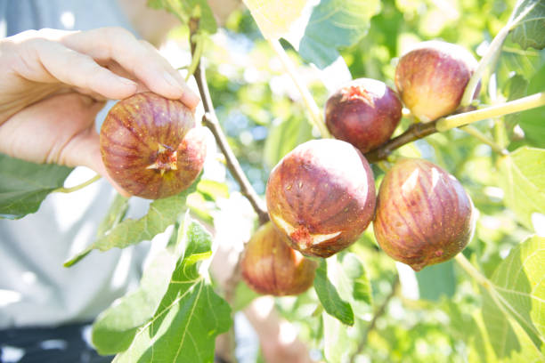 무화과 효능 7가지에 대한 설명 이미지