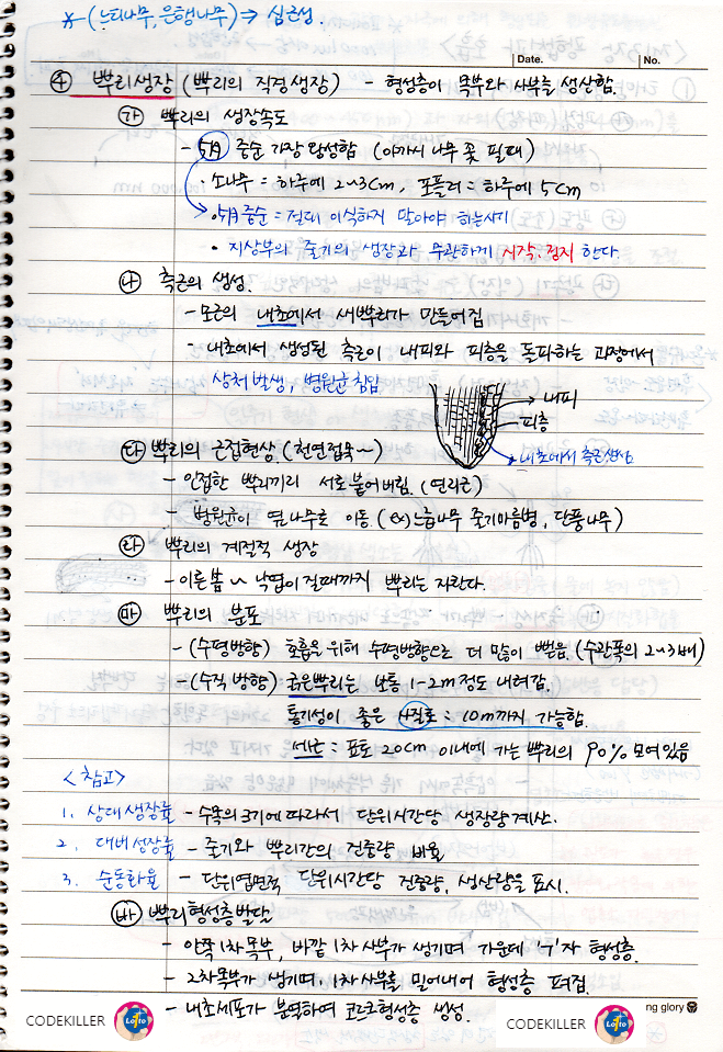 뿌리생장