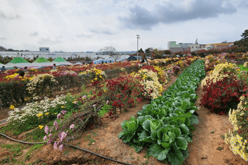 2023-서산국화축제