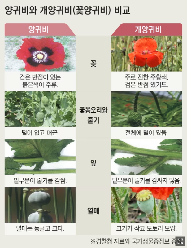 개양귀비 양귀비 구별 법 비교