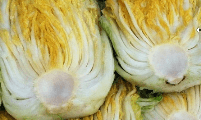 백김치 맛있게 담그는 방법