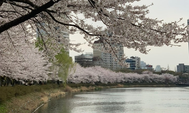 서울 벚꽃 명소 추천 베스트10 여의도 윤중로 석촌호수 서울숲 경희대학교 캠퍼스 남산공원 & 남산도서관 앞 창경궁 양재천 북서울 꿈의숲 안양천 벚꽃길 한성대입구 낙산공원